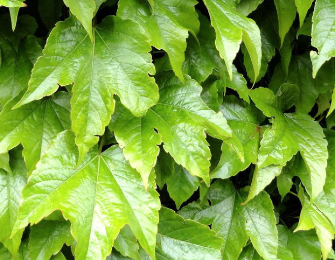 Pavinic cu trei lobi ´Green Spring´