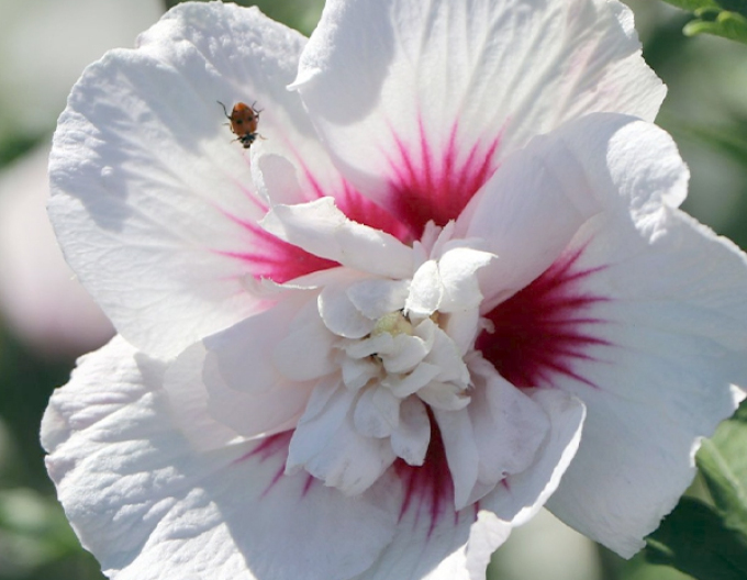 Hibiscus sirian ´China Chiffon´