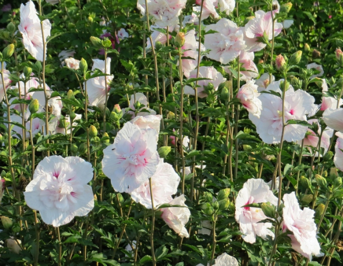 Hibiscus sirian ´China Chiffon´