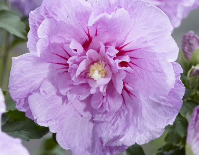 Hibiscus Chiffon