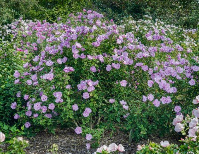 Hibiscus Chiffon