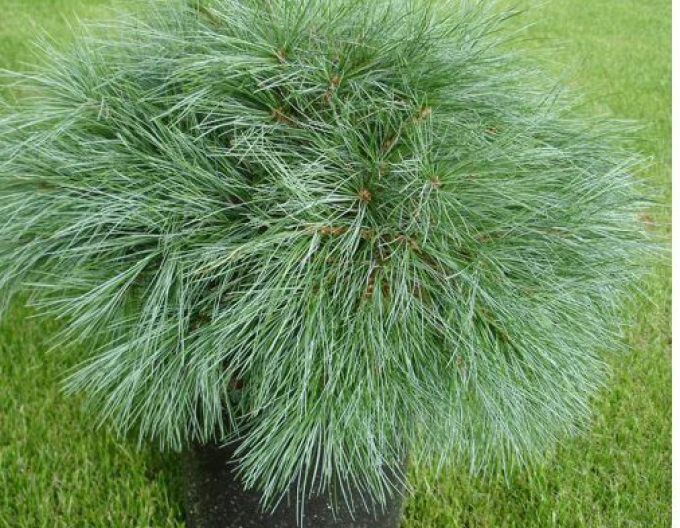 Pin neted ´Blue Shag´