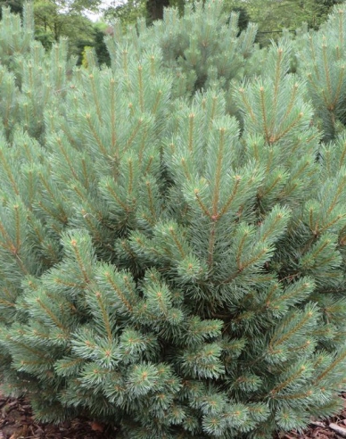 Pin silvestru ´Watererii´