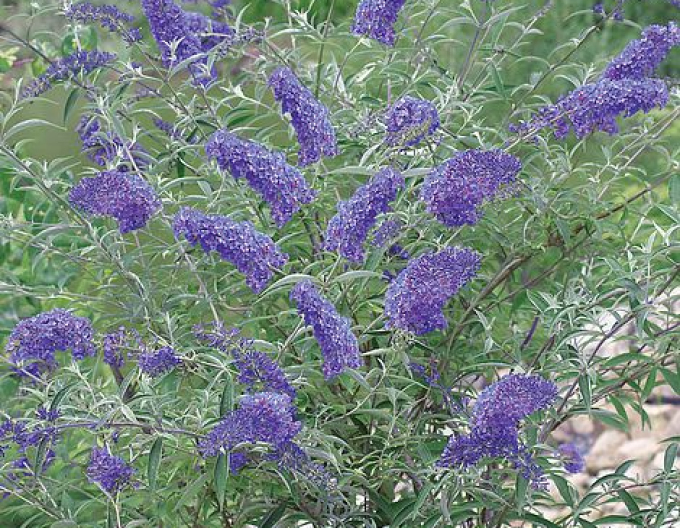 Budleia Nanho Blue (copac fluture)
