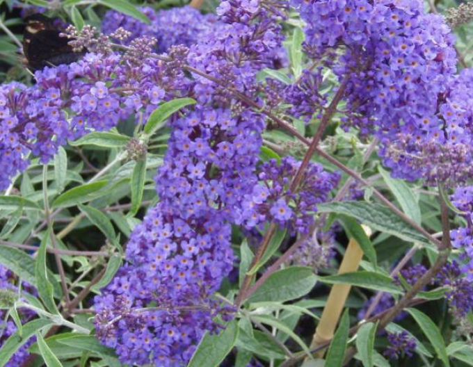 Budleia Nanho Blue (copac fluture)