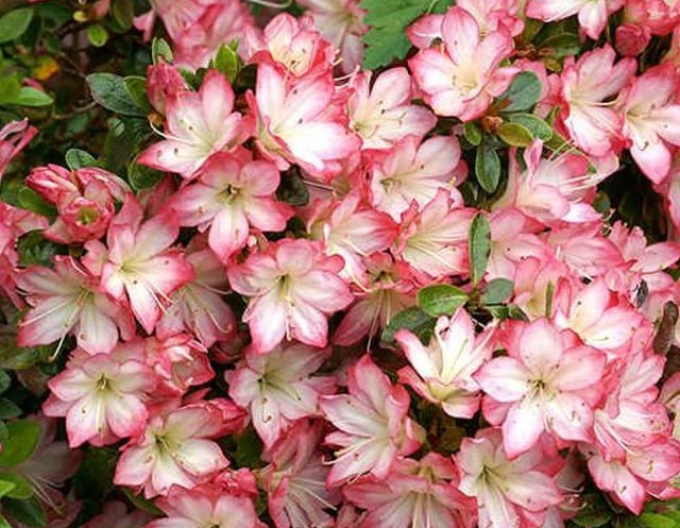 Azalea japonica Peggy Ann