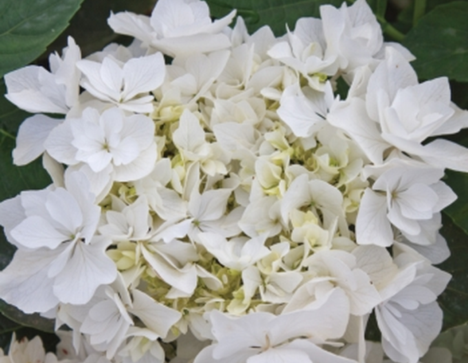 Hortensie cu frunze mari Coco