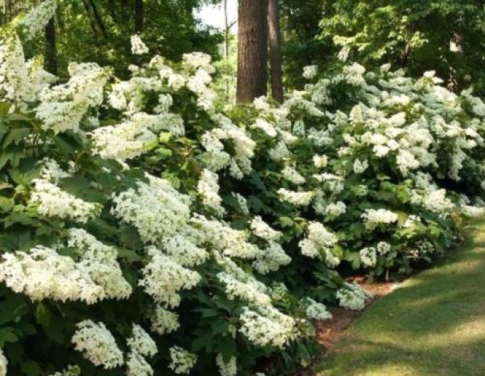 Hortensia Pee Wee