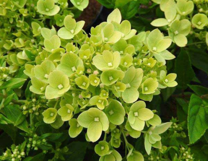 Hortensia ´Verde- Lime´