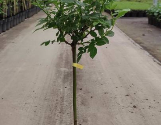 Trandafir de copac Yellow