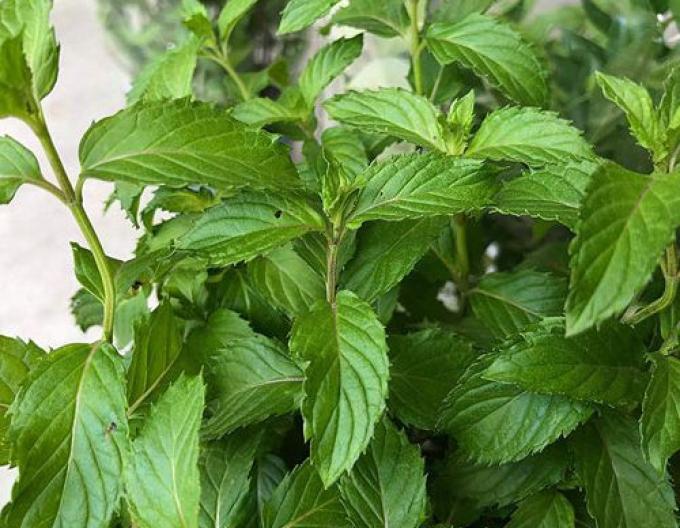 Menta spicată