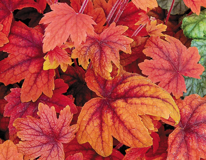 Heucherella ´ Ceai dulce´