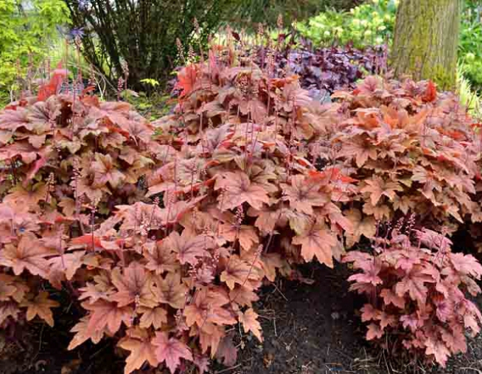 Heucherella ´ Ceai dulce´