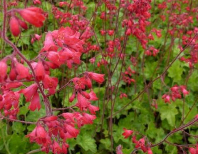 Heuchera ´Leuchtkafer´