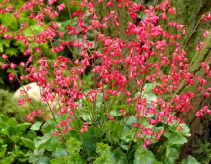 Heuchera ´Leuchtkafer´