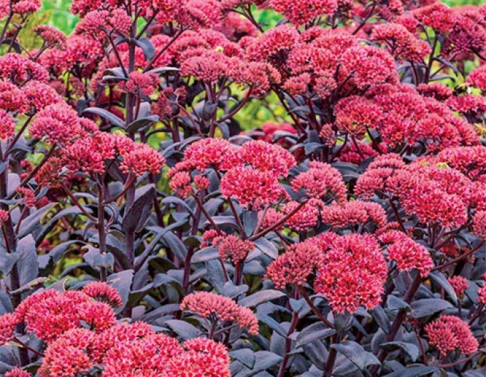 Stonecrop José Aubergine