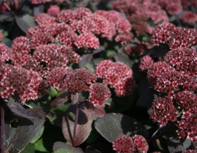 Stonecrop José Aubergine