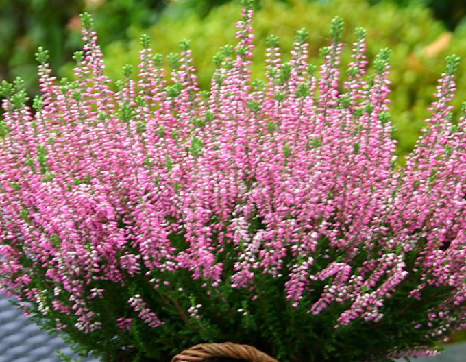 Iarbă neagră„erica„