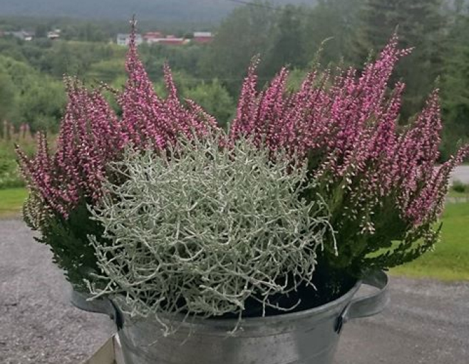 Calocephalus brownii – tufiș argintiu