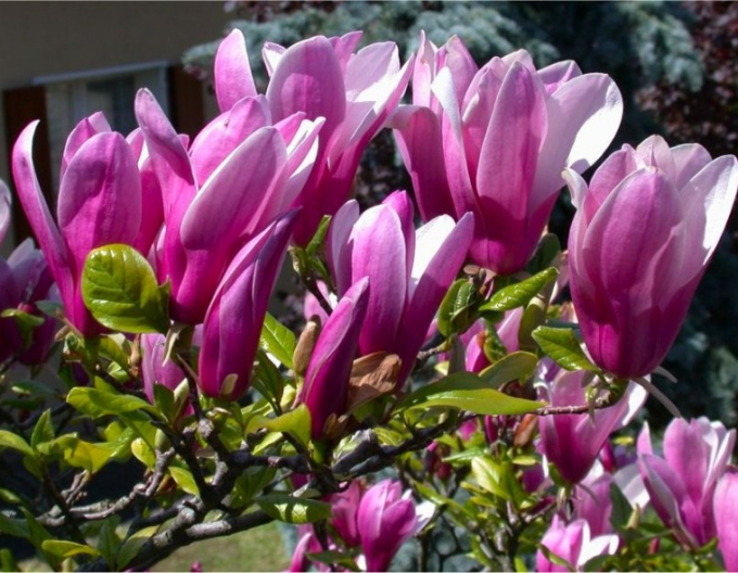 Magnolia "Susan" copac