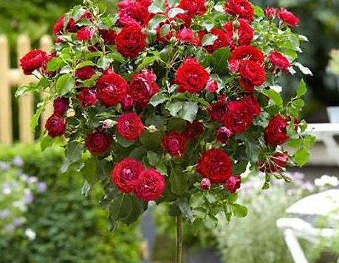 Trandafir ´MEIDILAND SCARLET´