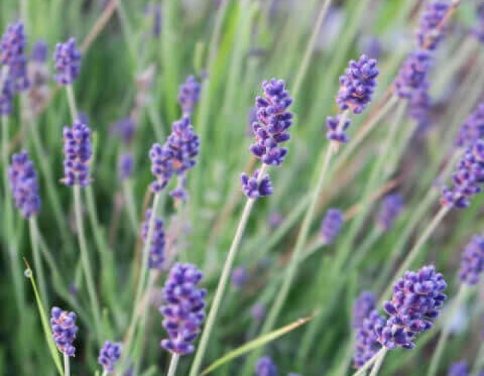 Lavanda "Seguret