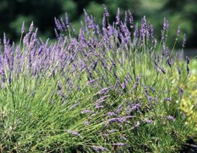 Lavanda "Seguret