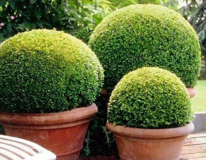 Cimiriș rotund