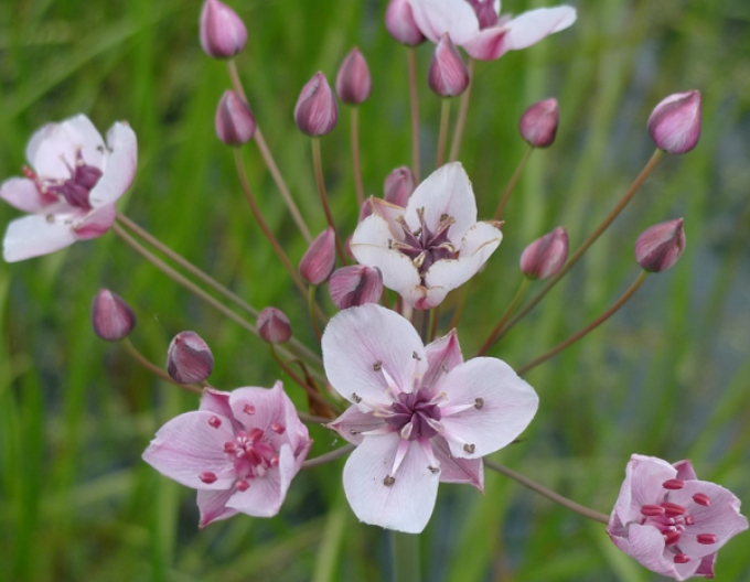 Ixia„Freesia laxa