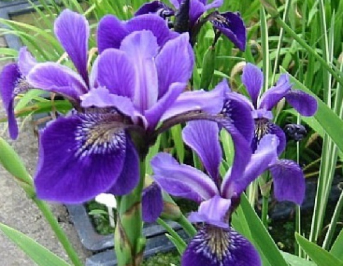 Iris variat