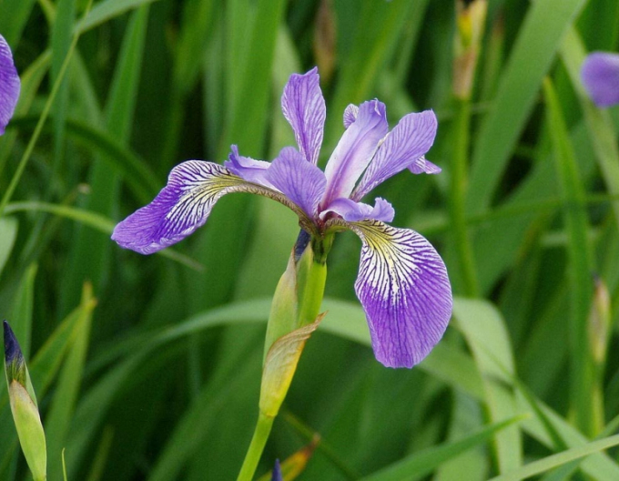 Iris variat