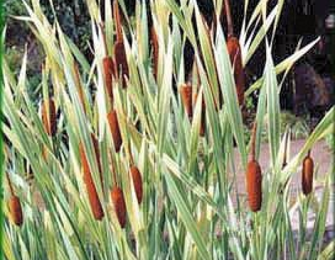 Papură ´Variegata´