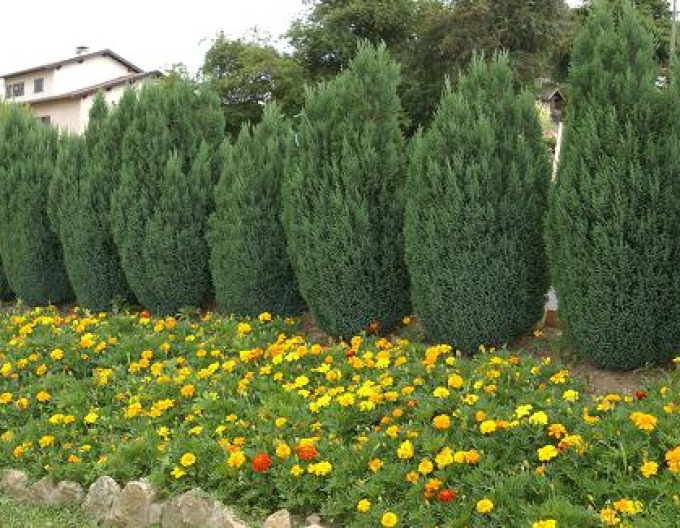 Chiparos  lawsonov ´Ellwood´s Empire´