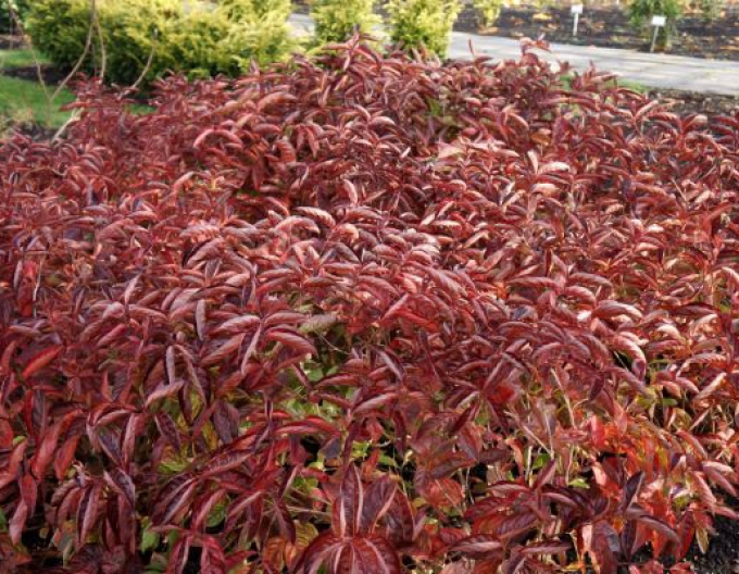 Vaigelia înflorită ´Aripile de foc´´