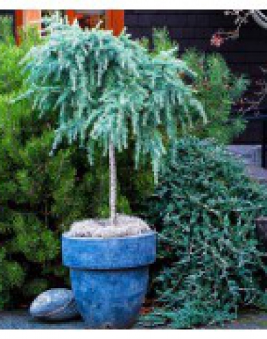 Cedru de Himalaya "Feeling Blue"