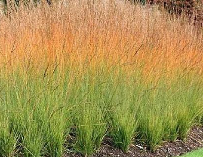 Molinia iarbă ornamentală  Heidebraut´
