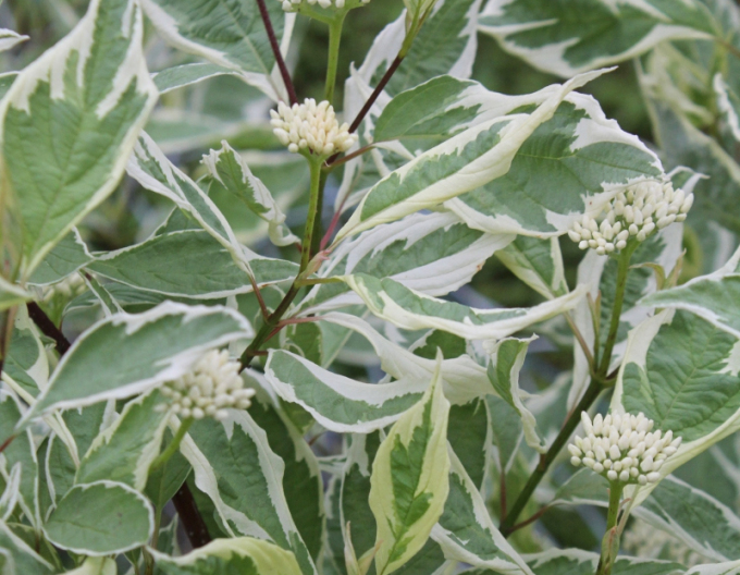 Cedru alb Elegantissima