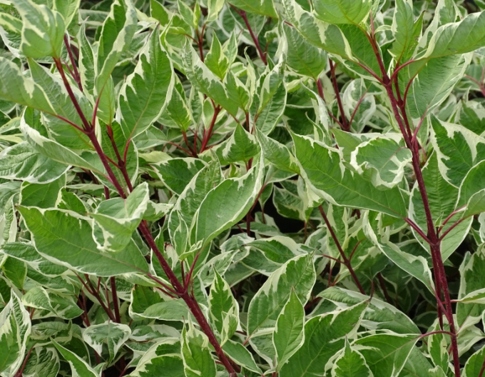 Cedru alb Elegantissima