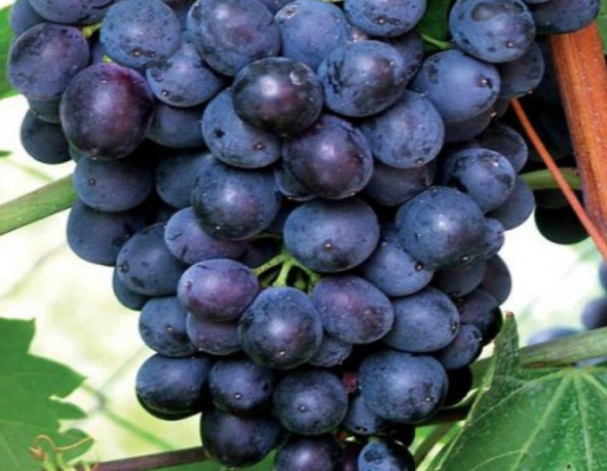 Struguri de masă ´Eszter´, 2l