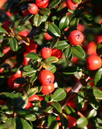 Cotoneaster dammeri "Skogholm"