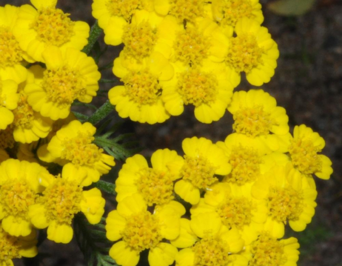Yarrow ´Aurea´
