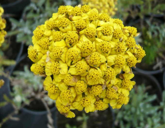 Yarrow ´Aurea´