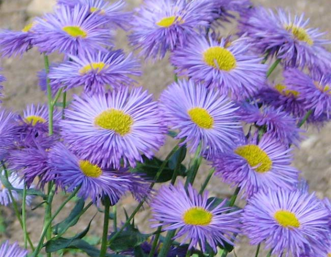 Turica frumoasă Azure Beauty