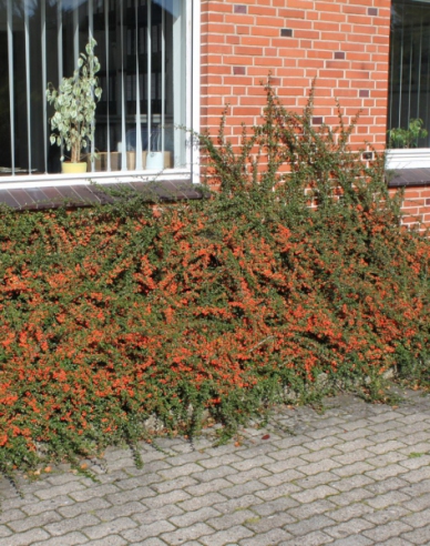 Cotoneaster dammeri "Skogholm"