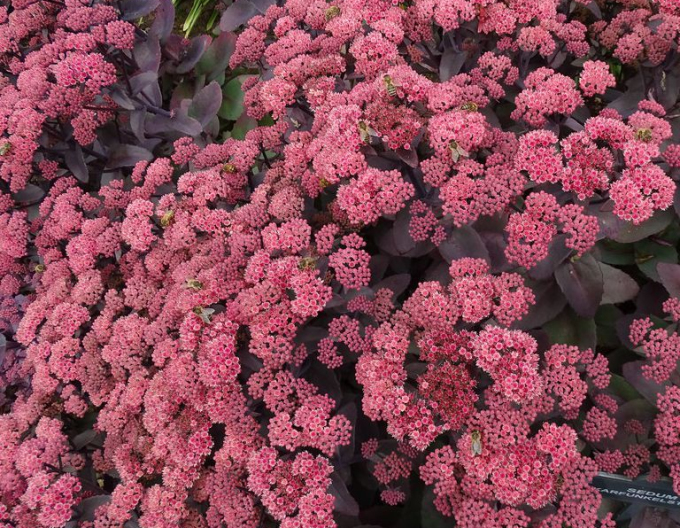 Stonecrop "Carfunkelstein