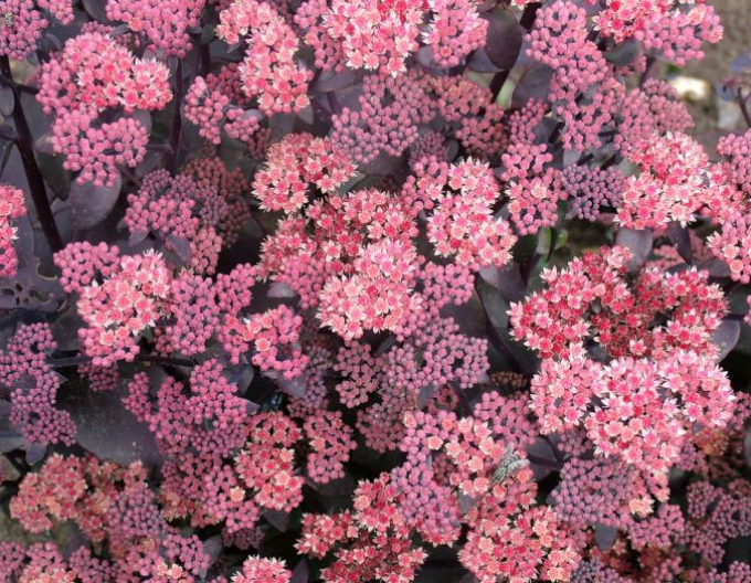 Stonecrop "Carfunkelstein