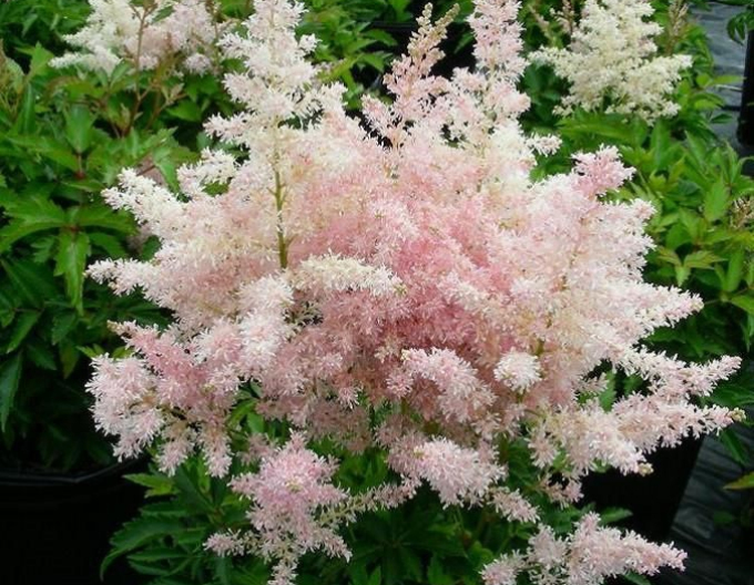 Astilbe ´Europa´