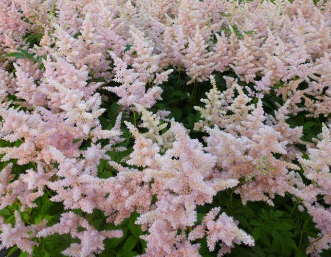 Astilbe ´Europa´