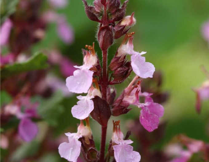 Germander ornamental