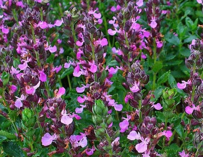 Germander ornamental